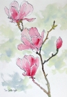pen-and-wash-demonstrations pink-magnolias-flower-pen-and-ink