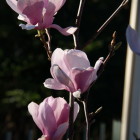 Reference photo for demonstration of pen and ink drawing of Magnolias