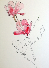 start-of-watercolor-wash-for-pink-magnolias-pen-ink-and-wash-painting